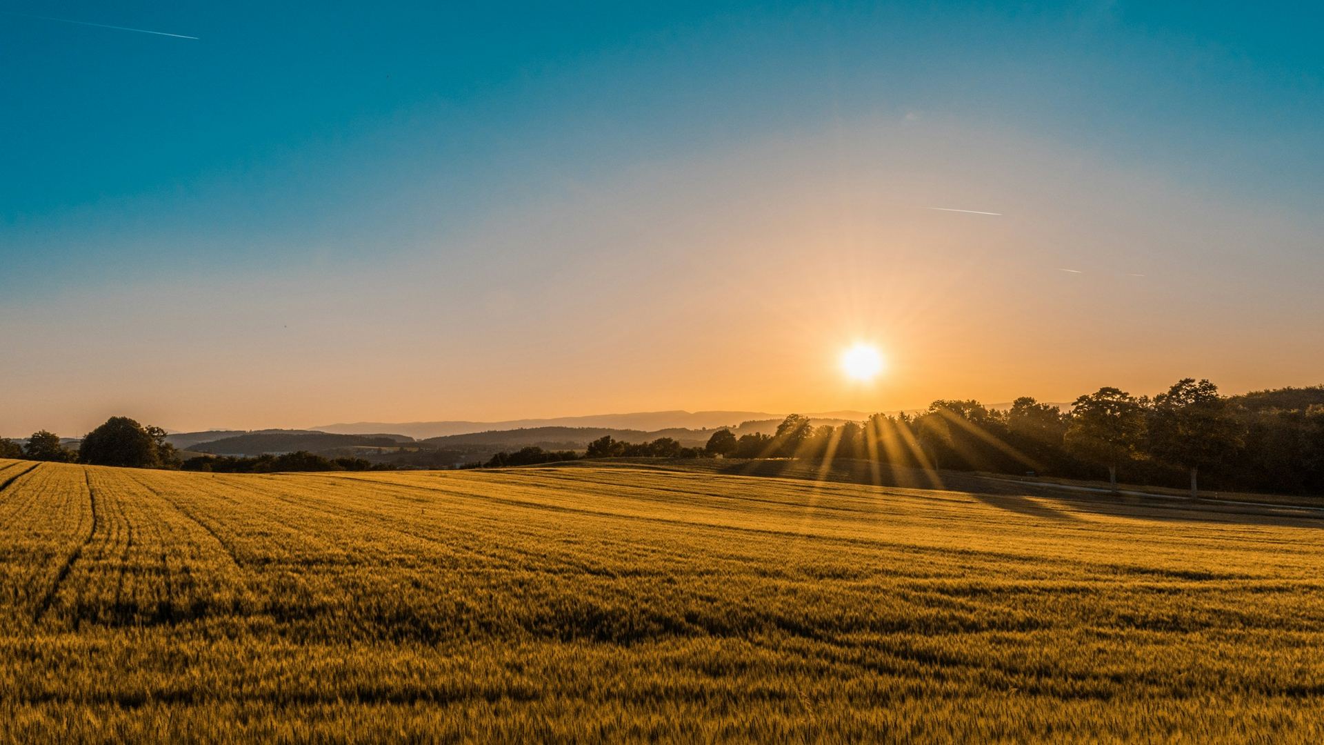 Lavoura de grãos dourada ao pôr do sol, com árvores no horizonte